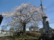 小川・観音寺の「しだれ桜」満開です！