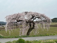 久那瀬(関沢)地区の枝垂桜が満開