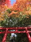 鷲子山上神社の紅葉が見頃です！
