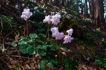 イワウチワ閉山致しました。ご来場ありがとうございました（４月１2日現在）