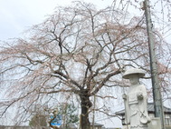 小川　観音寺のしだれ桜 また来年お楽しみに・・　
