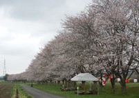 北向田運動公園の桜並木「平成桜」来年をお楽しみに！