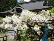 乾徳寺の白フジが見頃です