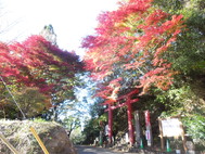 紅葉が見頃です！「鷲子山上神社」