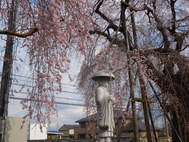 観音寺のしだれ桜が開花しました。