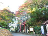 紅葉状況（鷲子山神社）　１０月２６日現在