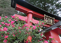 鷲子山上神社の寒椿が見頃です。