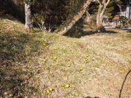 春の訪れを告げる“福寿草”が開花しました。