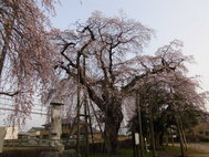 観音寺のしだれ桜