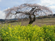 久那瀬・関沢の「しだれ桜」も満開です！