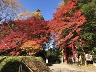 鷲子山上神社「ヤマモミジ」