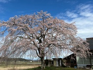 観音寺の『枝垂桜』見頃です！