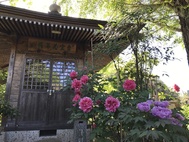 長泉寺の大輪の牡丹の花が綺麗です。