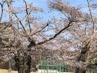 那珂川町のお花見スポット　馬頭公園の桜で春を楽しもう♪