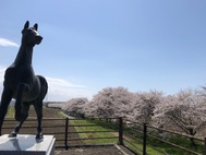 春爛漫！　北向田桜並木が満開です。
