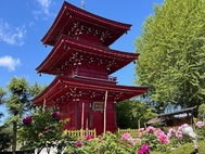 花の寺「長泉寺」のボタンの花が見頃です！