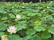 警察署前の「舞妃蓮」開花しました。