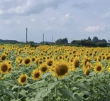 夏真っ盛り！！　ひまわりが見頃です。