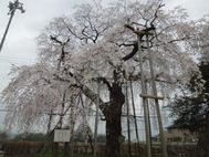 観音寺（旧小川）のしだれ桜が満開です。