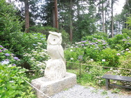 鷲子山上神社のアジサイが見頃を迎えました