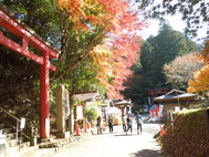 紅葉状況　「鷲子山上神社」